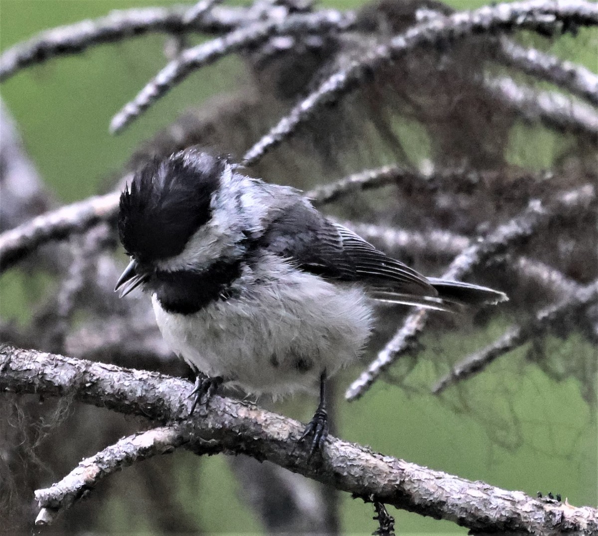 Mésange à tête noire - ML390849161