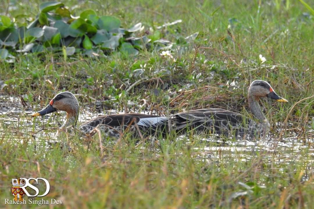 Indian Spot-billed Duck - ML390849711