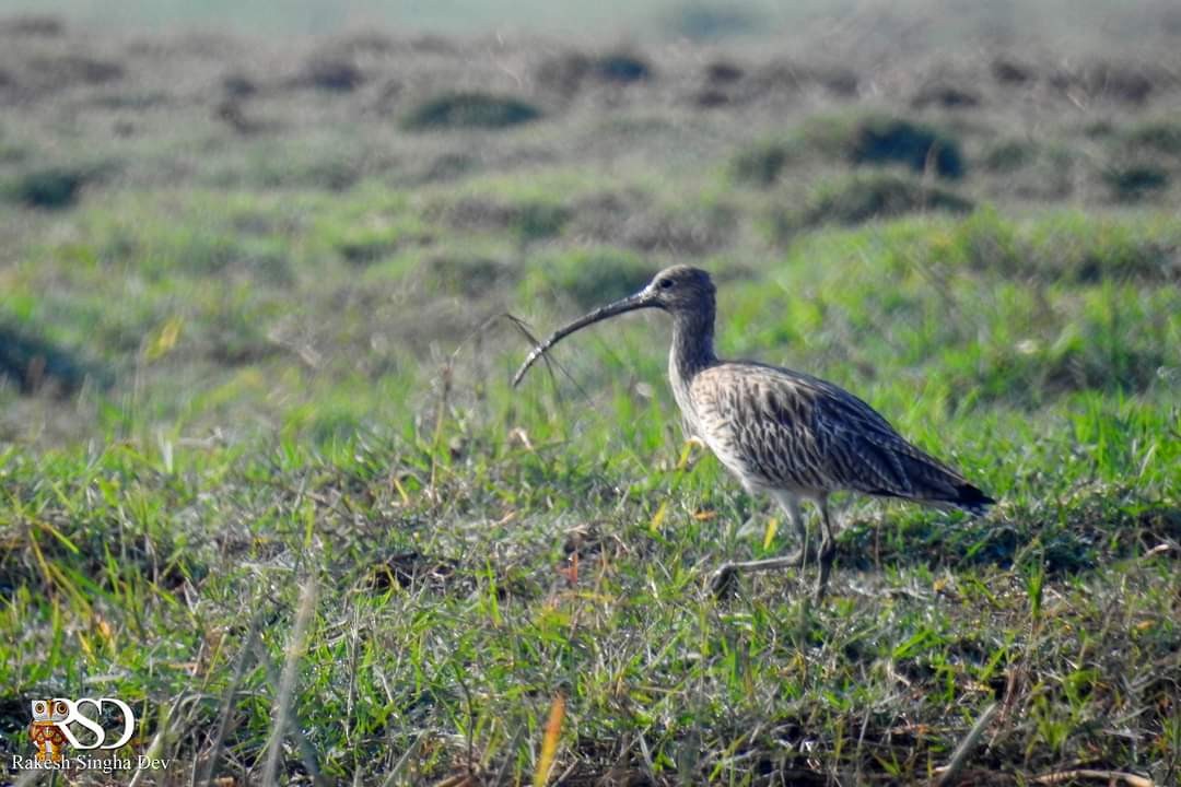 Eurasian Curlew - ML390850001