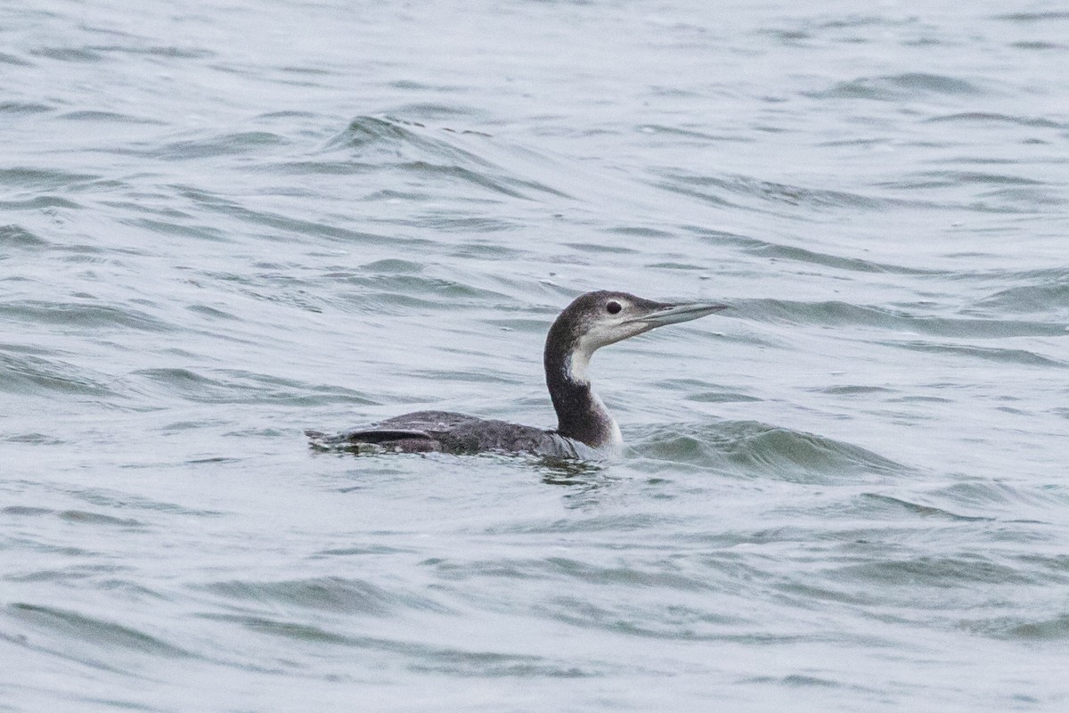 Common Loon - Jodi Boe