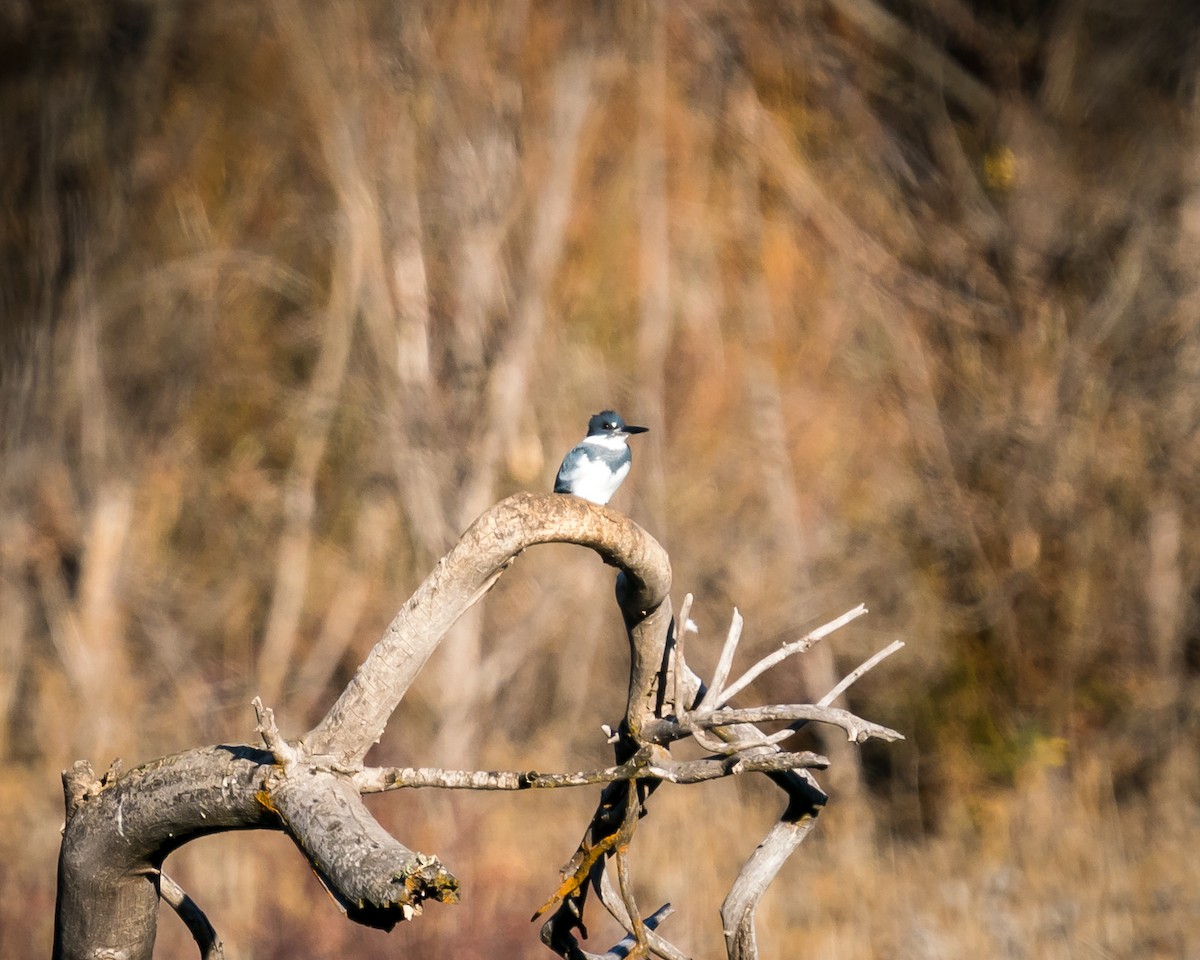 Belted Kingfisher - Tim Frye