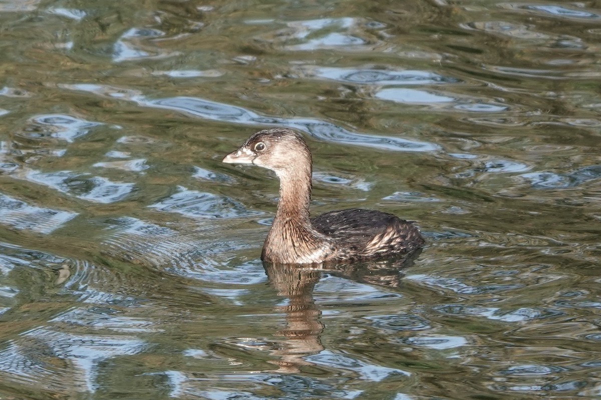 Grèbe à bec bigarré - ML390851621