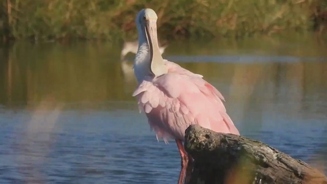 Roseate Spoonbill - ML390852741