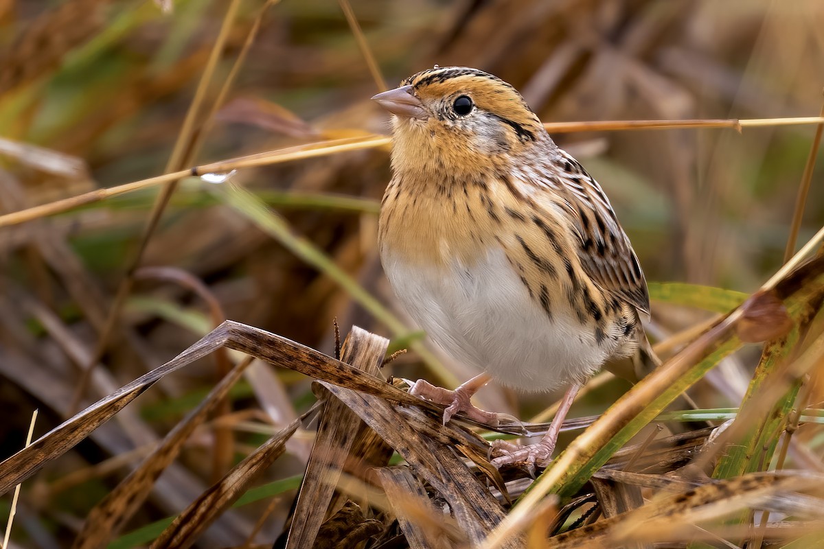 LeConte's Sparrow - ML390853871