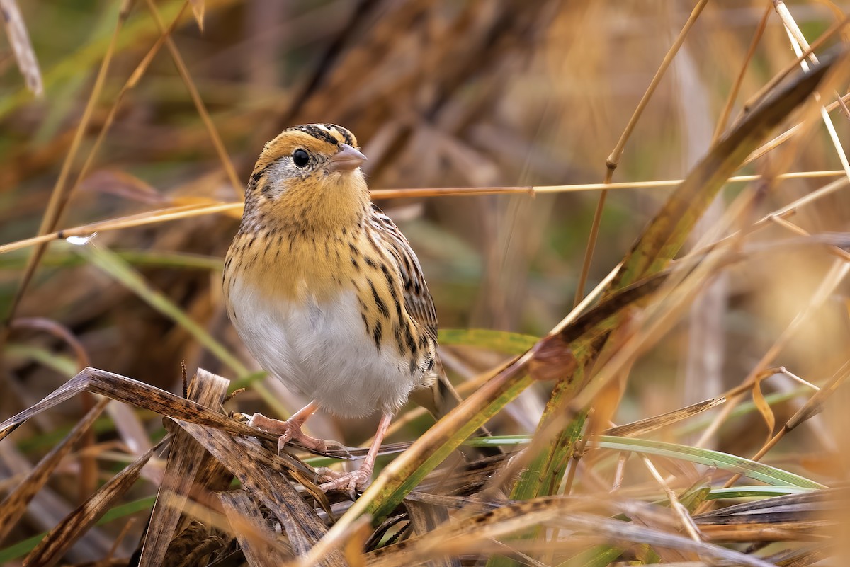 LeConte's Sparrow - ML390853891