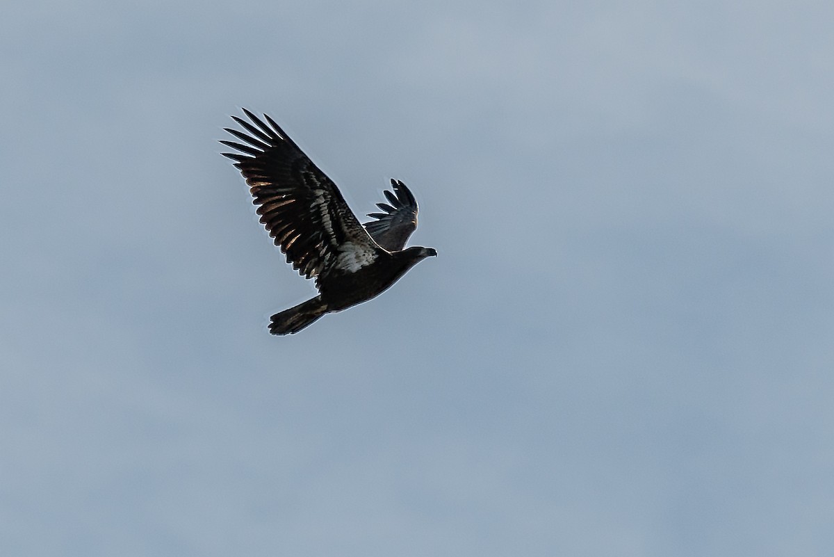 Bald Eagle - ML390855351