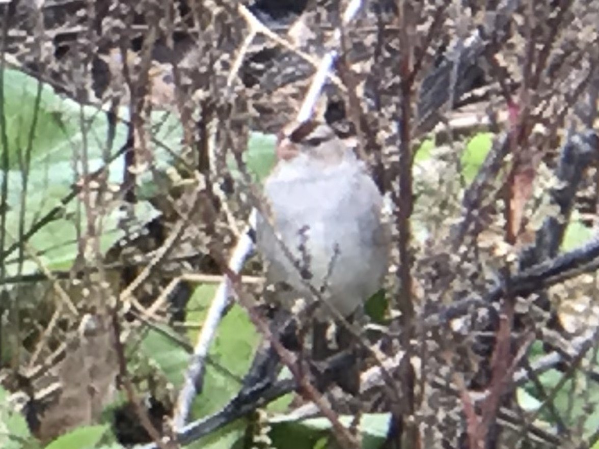 White-crowned Sparrow - Daryl Bernard