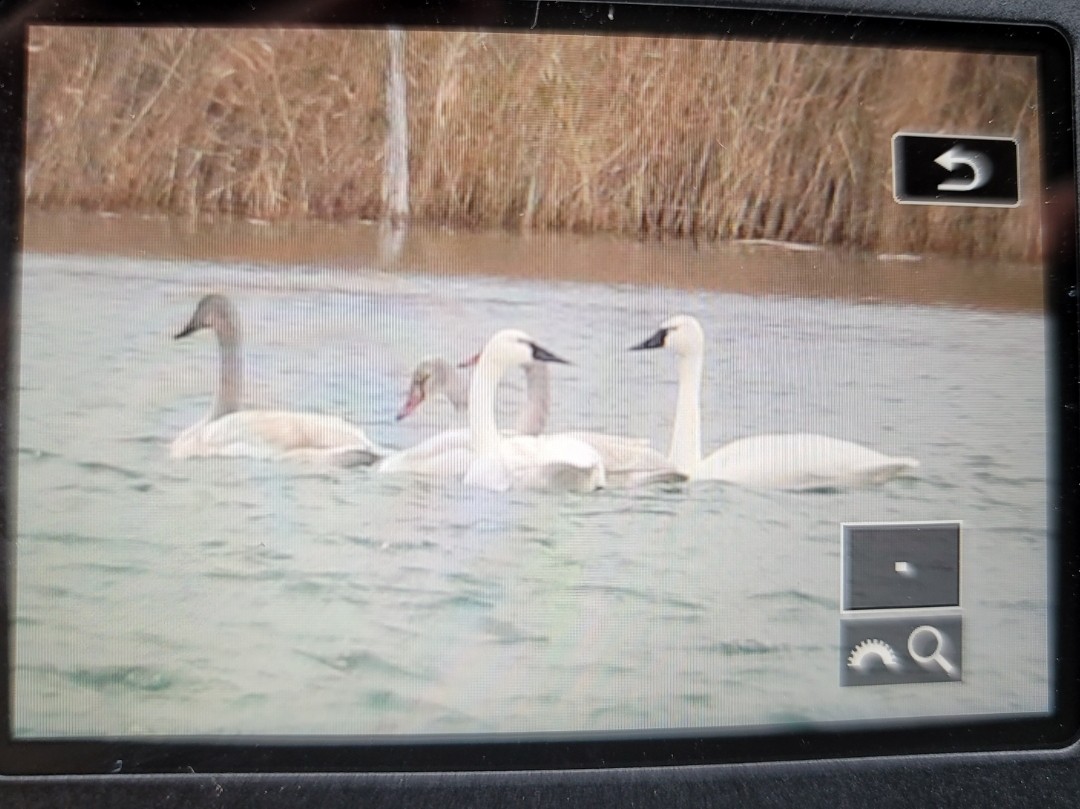Tundra Swan - ML390856421