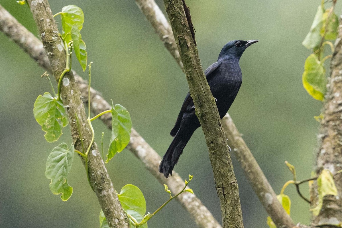 Waller's Starling - ML390857731