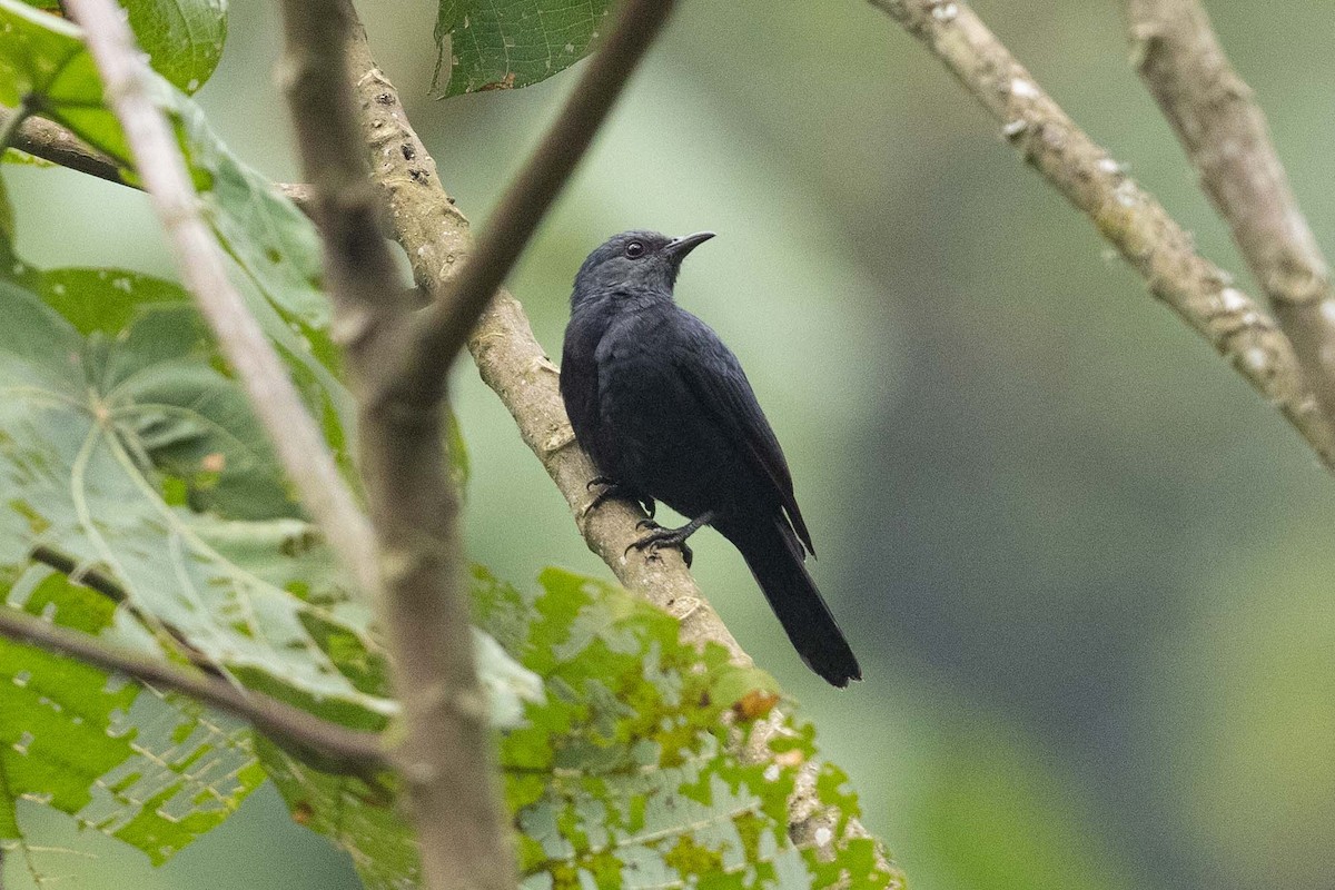 Waller's Starling - ML390857741