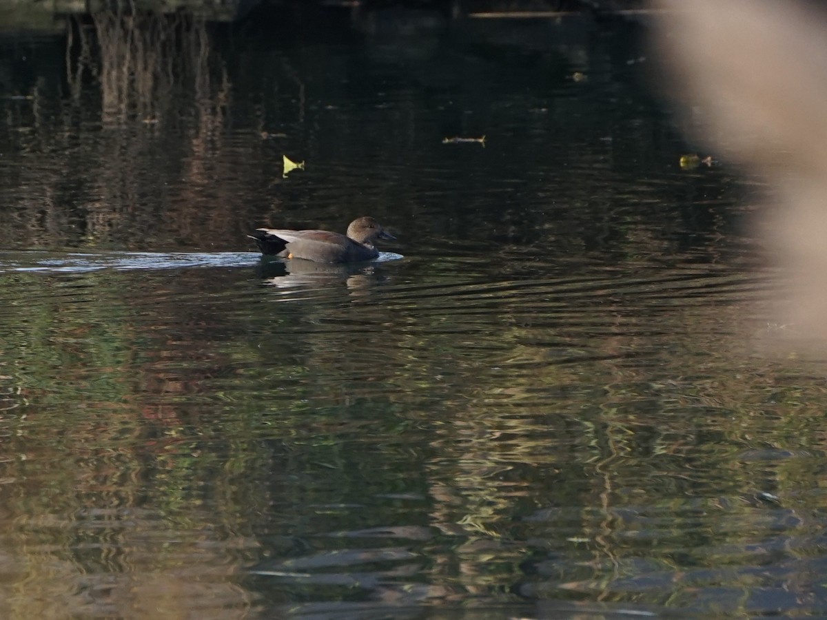 Бор нугас - ML390858791