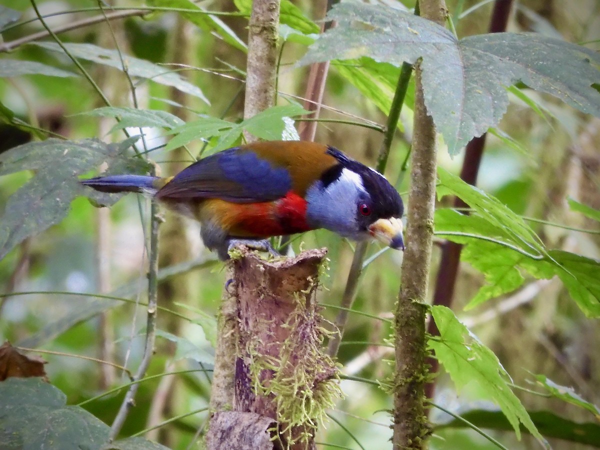 Toucan Barbet - ML390859901