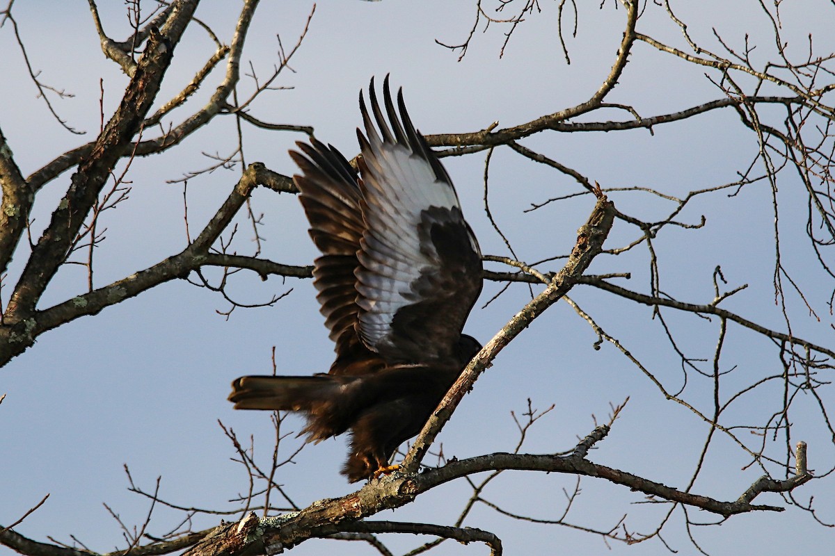 Rough-legged Hawk - Anthony Macchiarola