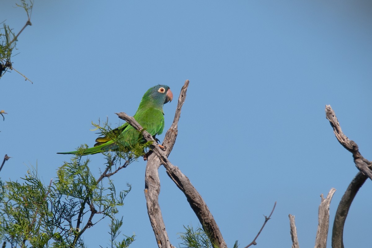 Aratinga Cabeciazul - ML390862461