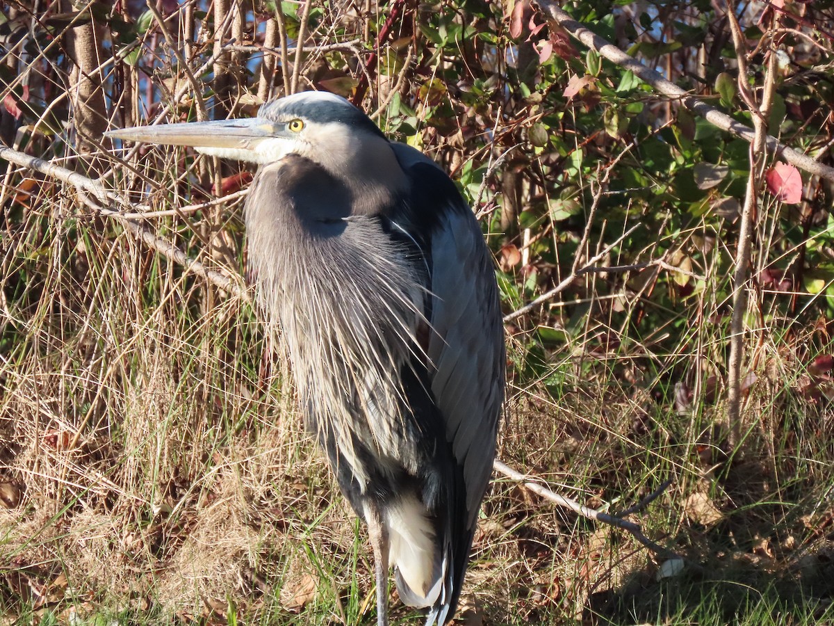 Great Blue Heron - Terryl  Tindall