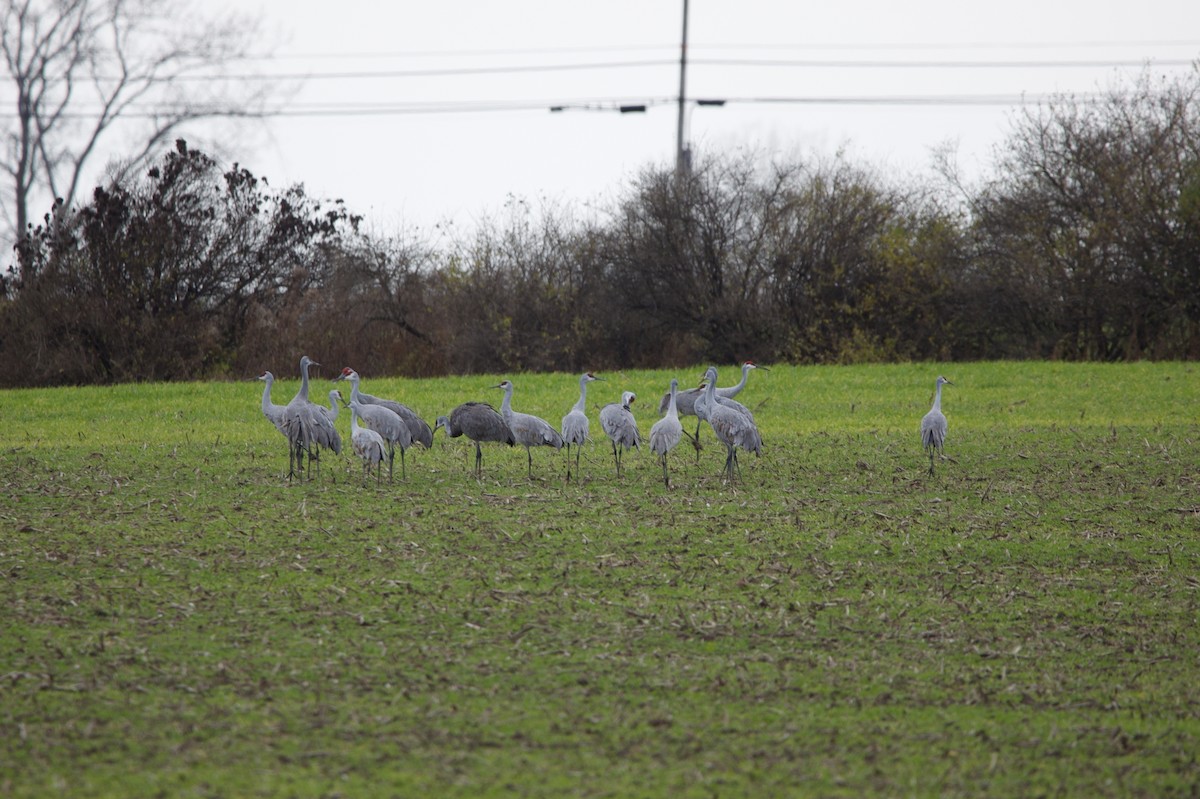 Sandhill Crane - Daniel Rosentreter