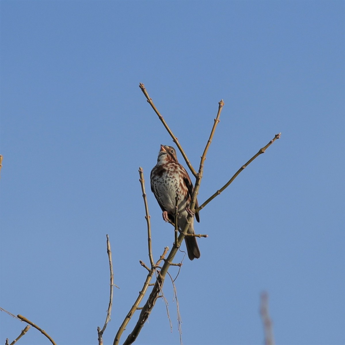 Fox Sparrow - Scott Priebe