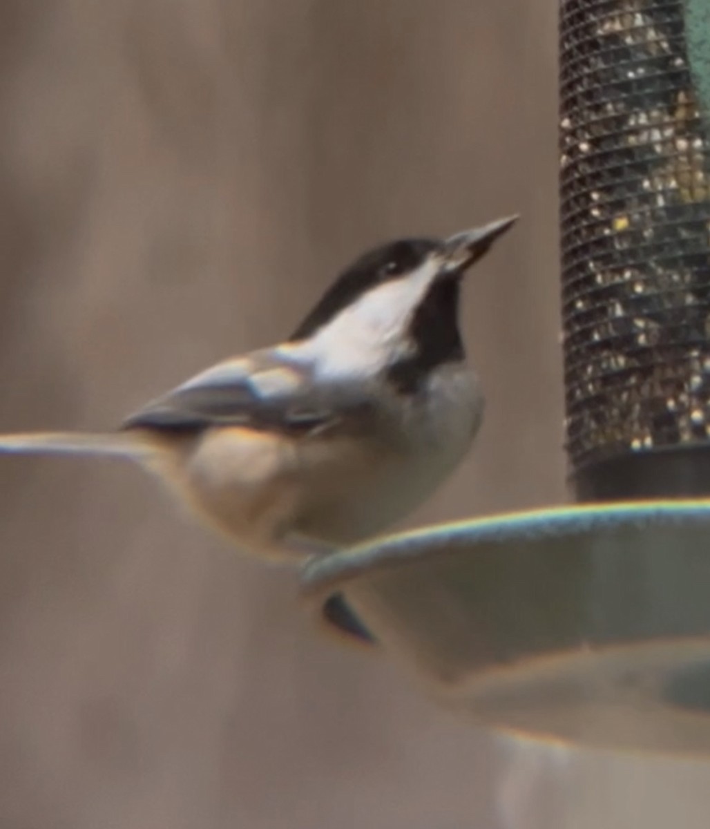 Black-capped Chickadee - ML390865481