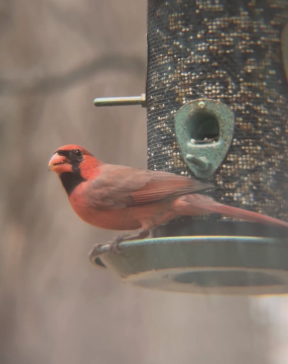 Northern Cardinal - ML390865531