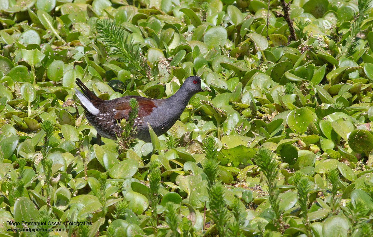 Spot-flanked Gallinule - Diego Oscar / Sandpiper Birding & Tours