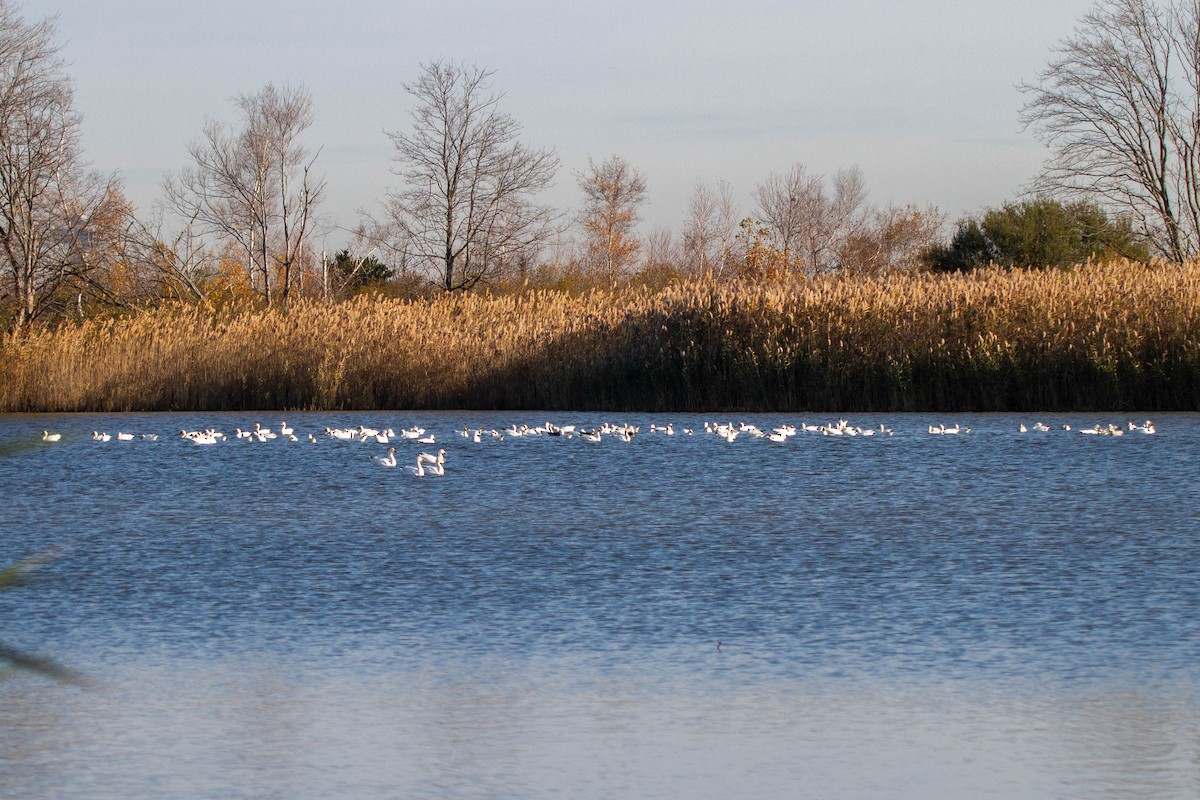 Snow Goose - ML390866941