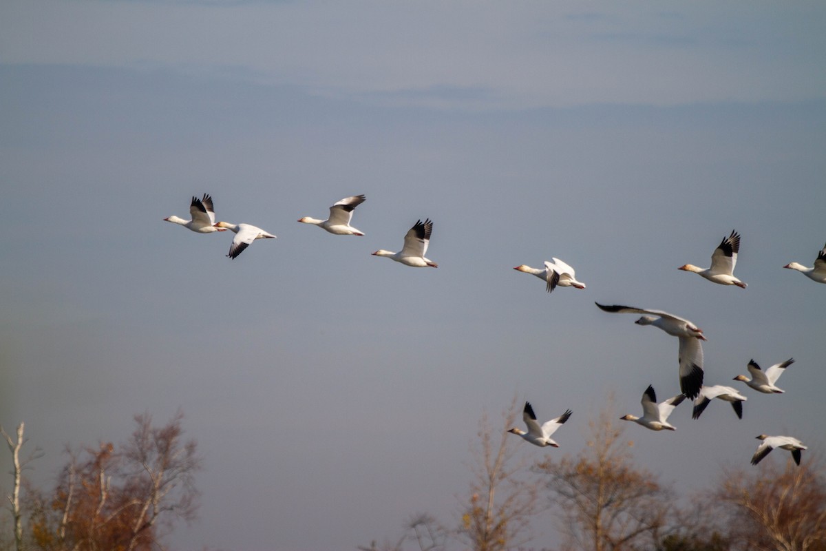 Snow Goose - ML390866951