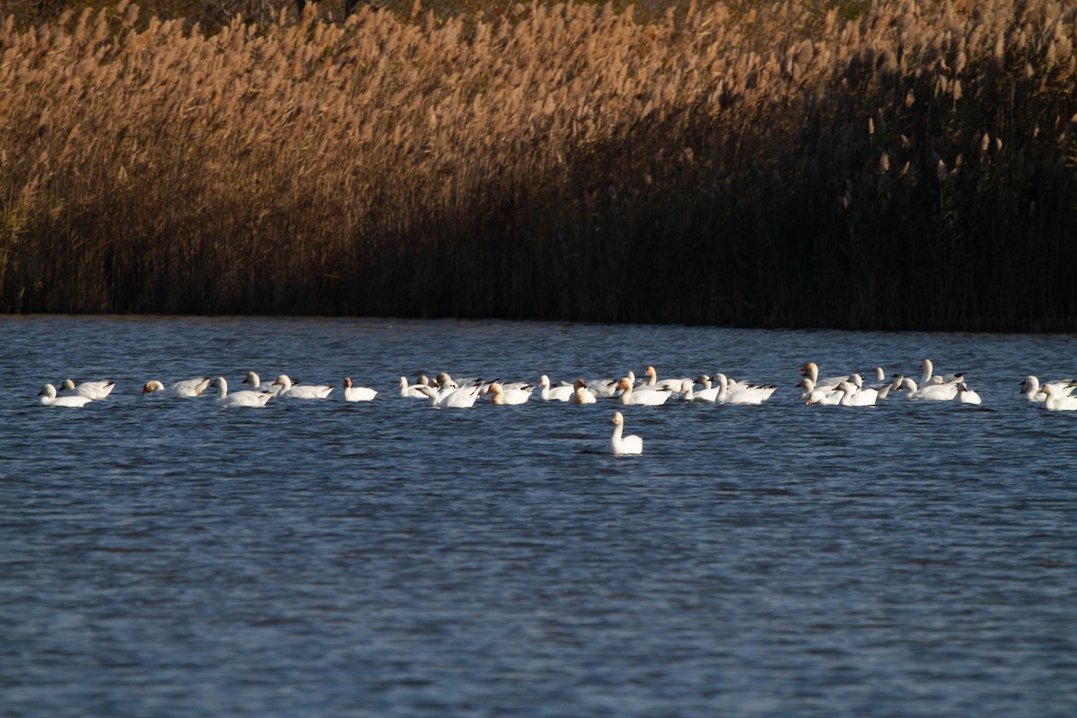 Snow Goose - ML390866961