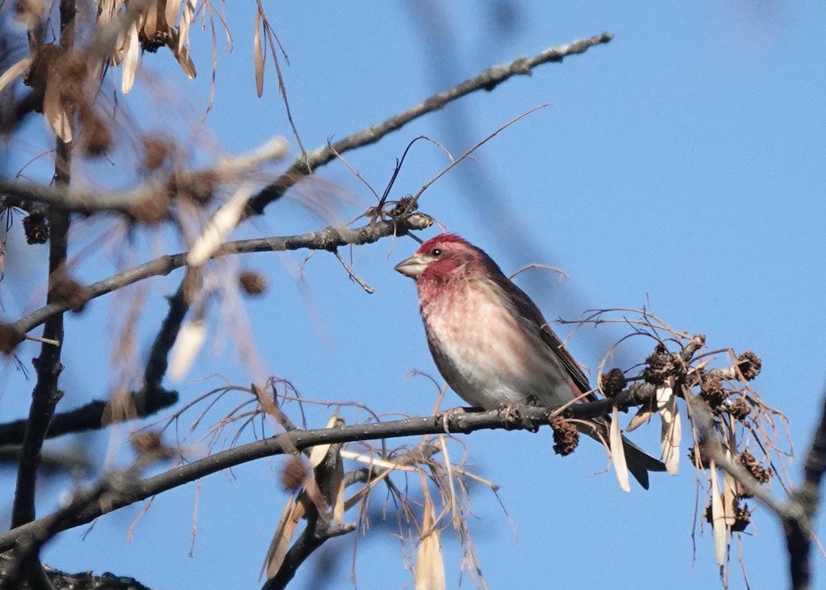 Purple Finch - ML390868421