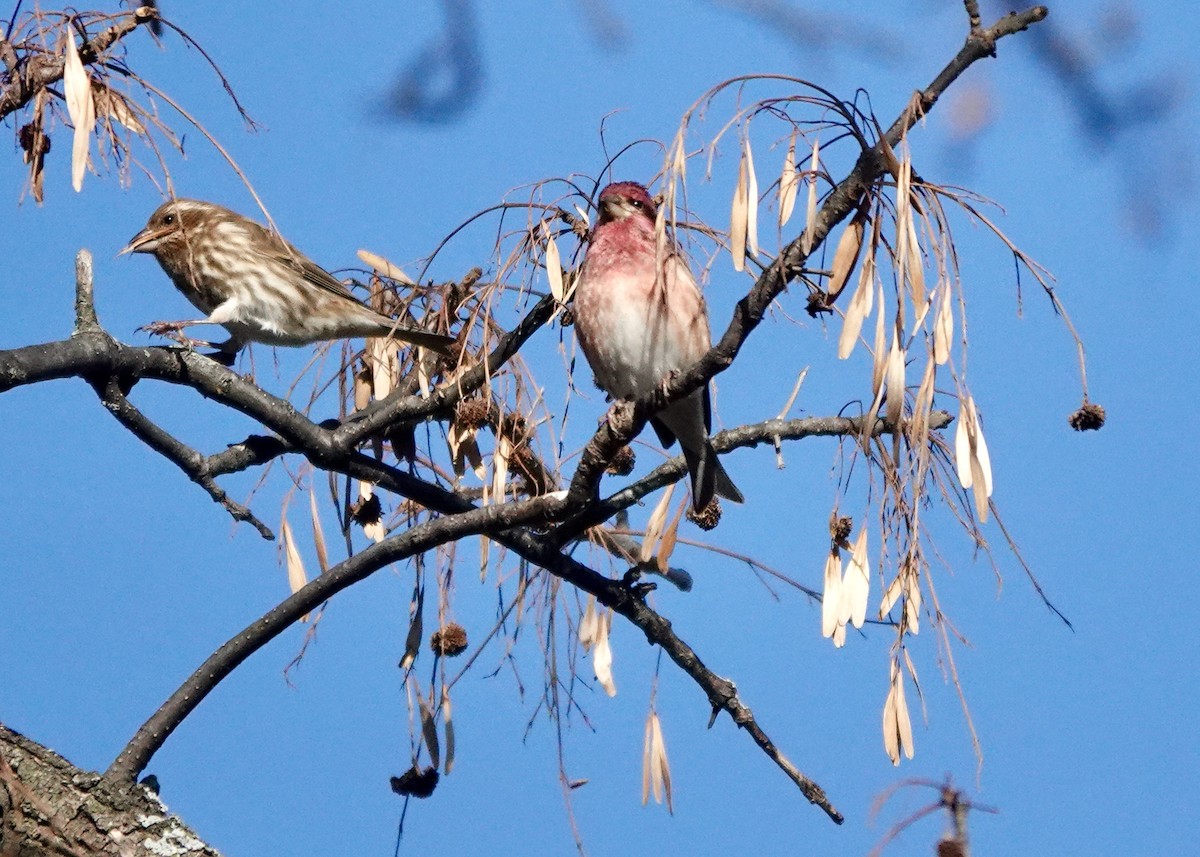 Purple Finch - ML390868431
