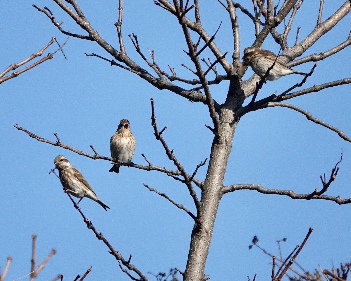 Purple Finch - ML390868441