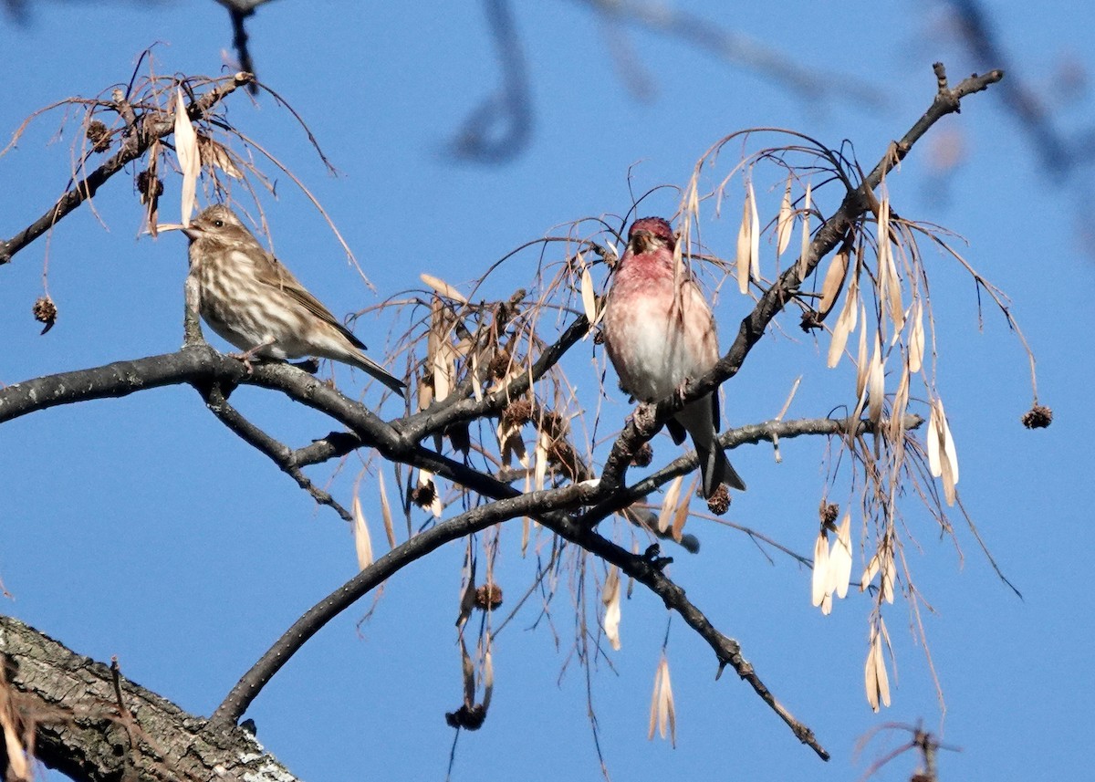 Purple Finch - ML390868451