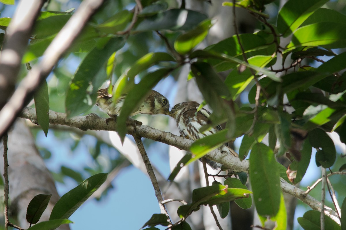 Ferruginous Pygmy-Owl - ML390869601