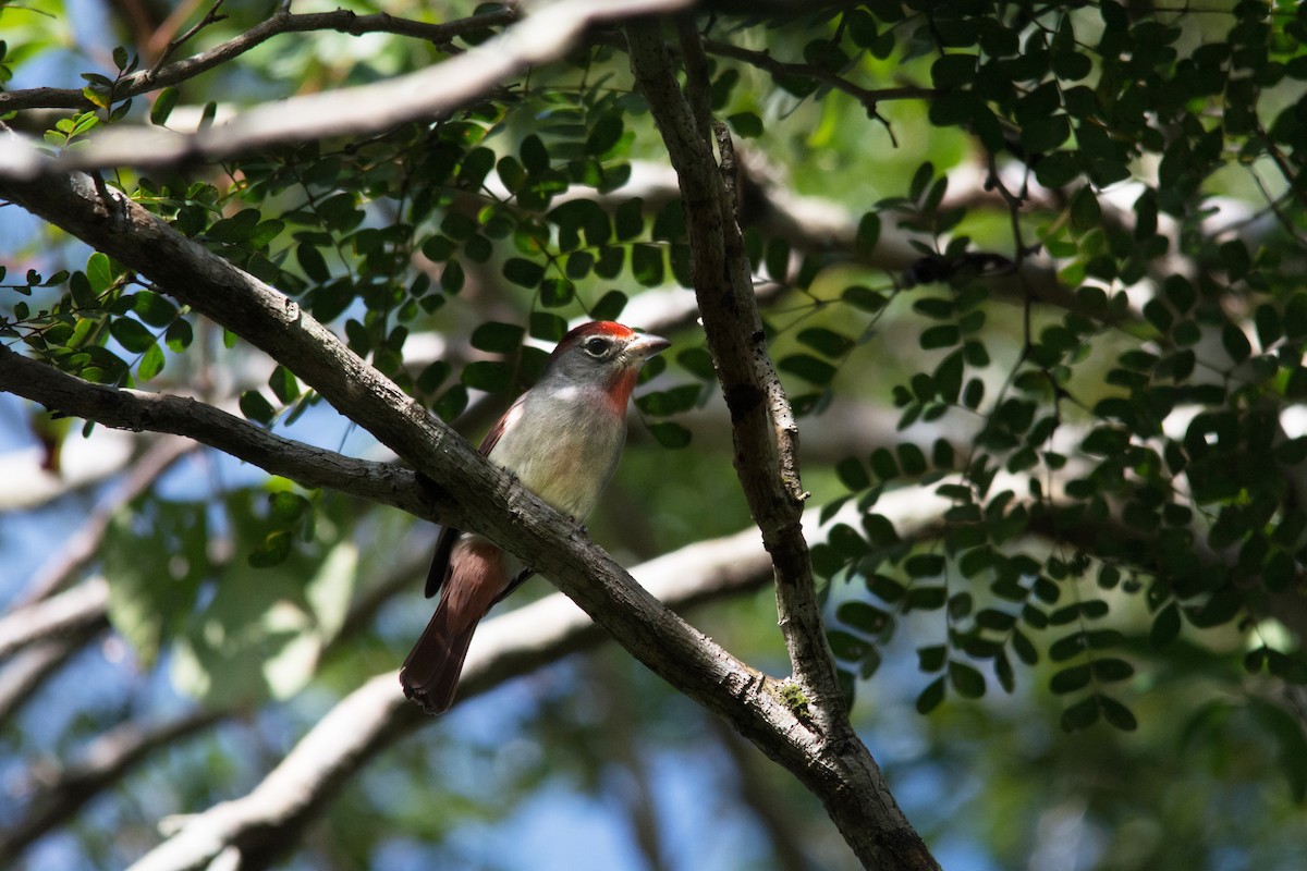 Rose-throated Tanager - ML390869771