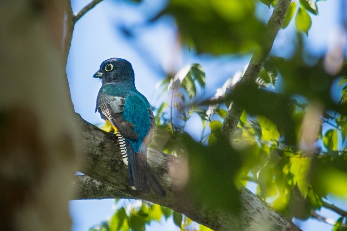 Gartered Trogon - ML390869831