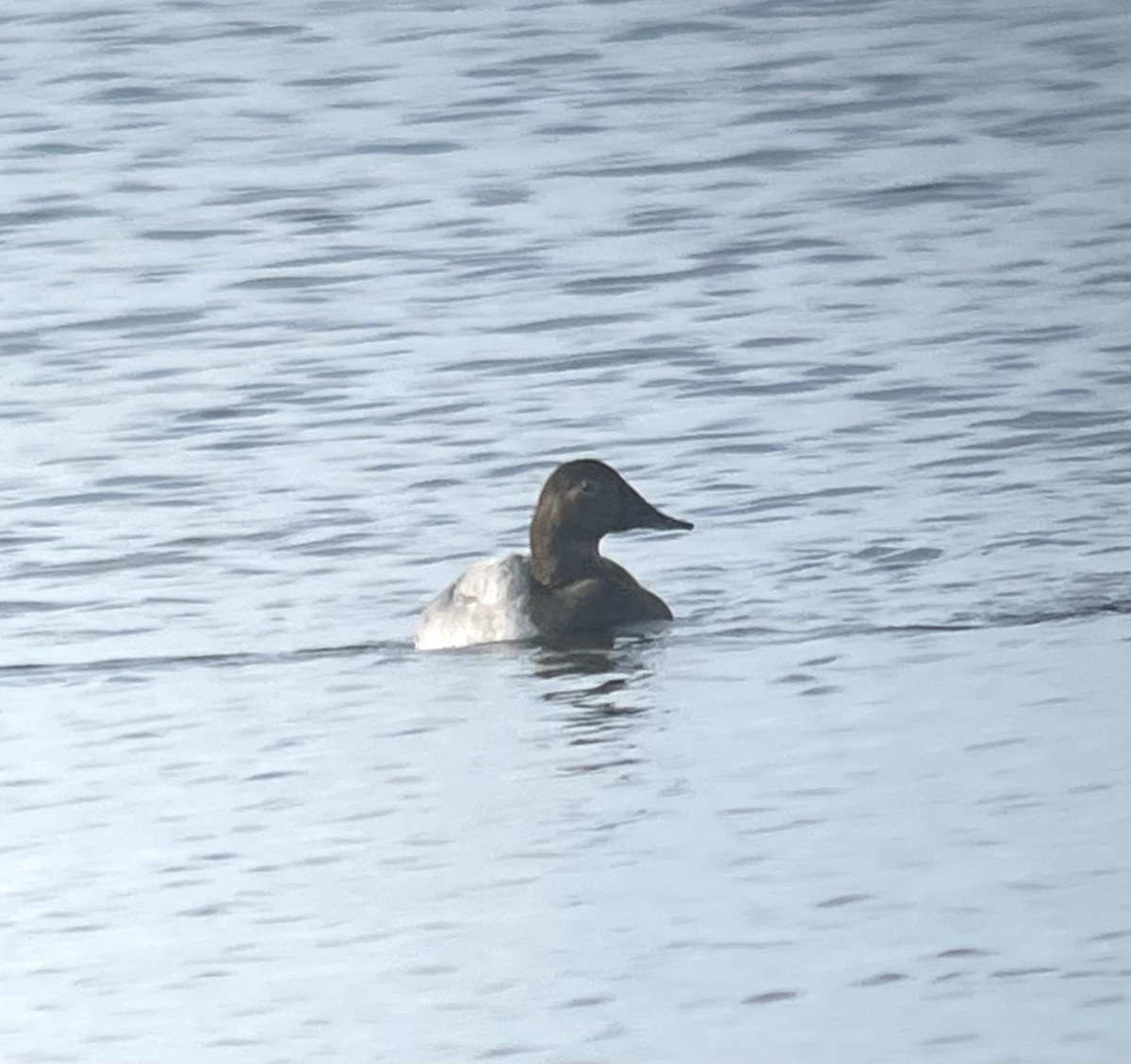 Canvasback - ML390870091