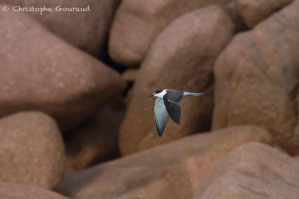 Bridled Tern - Christophe Gouraud