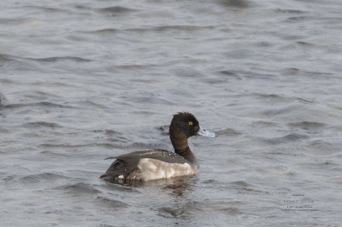Tufted Duck - ML390873401
