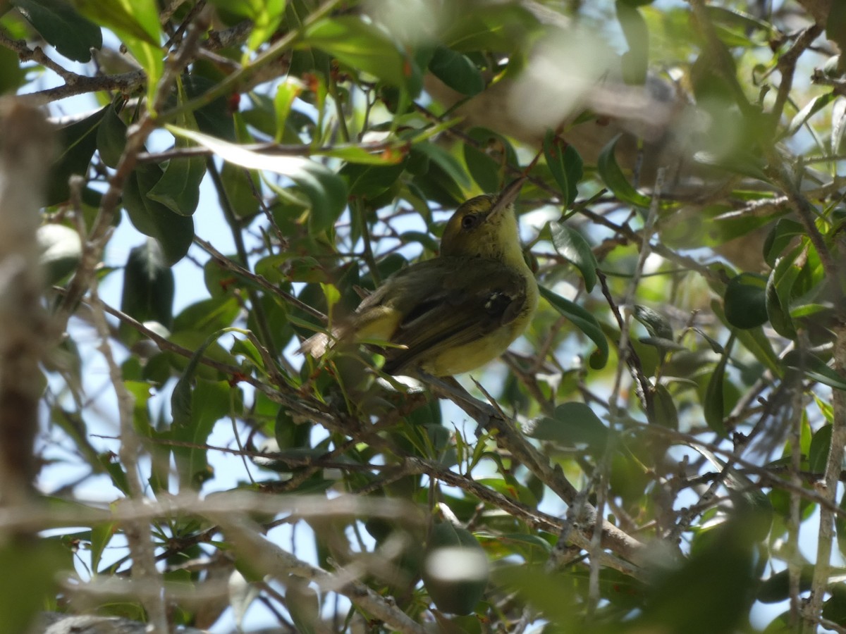 Vireo de Manglar - ML390874241