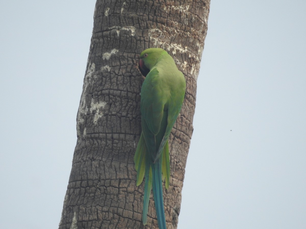 Rose-ringed Parakeet - ML390874981