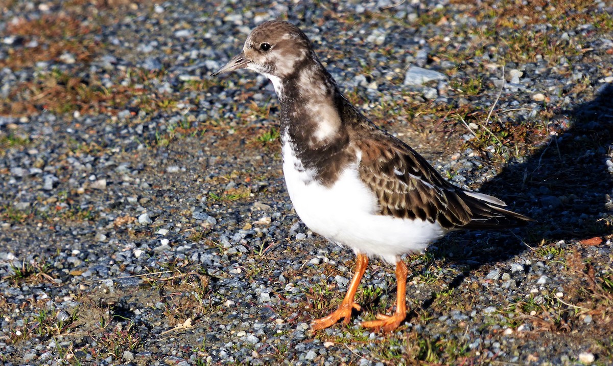 Ruddy Turnstone - Eduardo Amengual