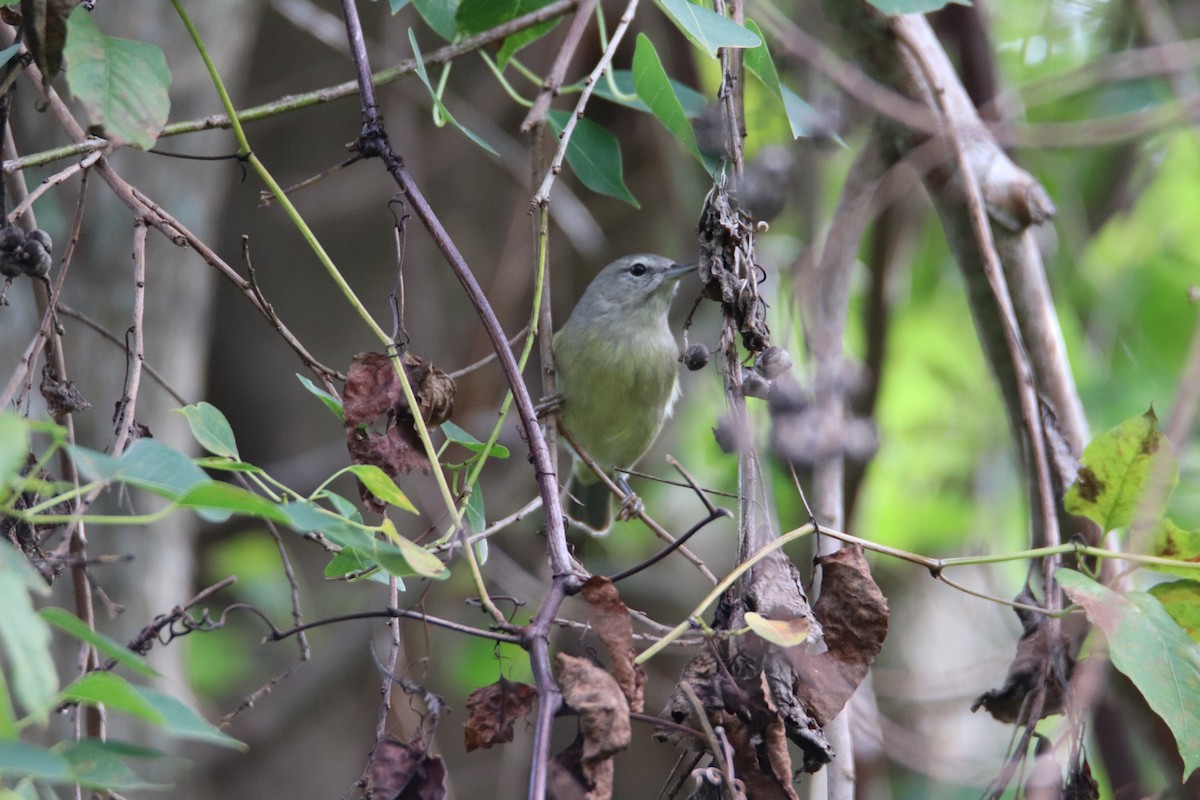 Orange-crowned Warbler - ML390875261