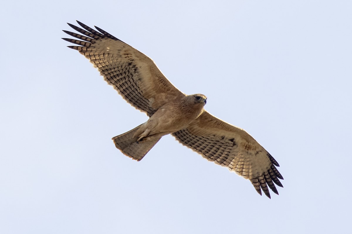 Bonelli's Eagle - Javi Elorriaga