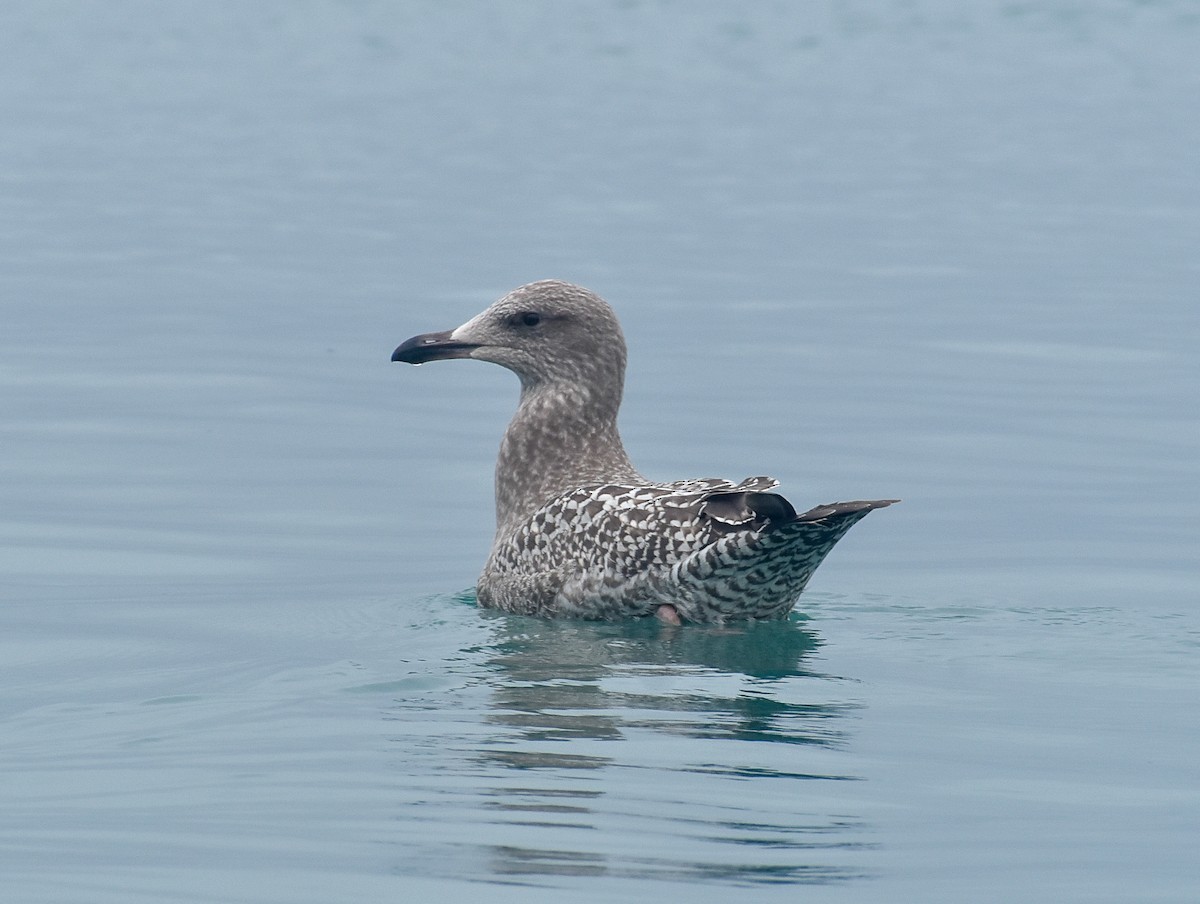 American Herring Gull - ML390875751