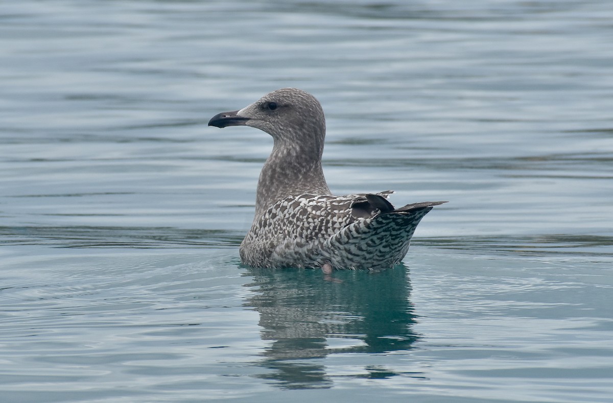 American Herring Gull - ML390875791