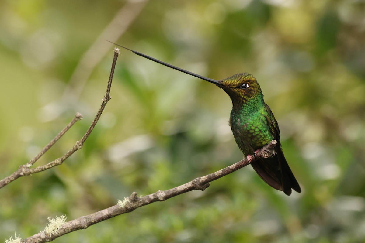 Sword-billed Hummingbird - Knut Hansen