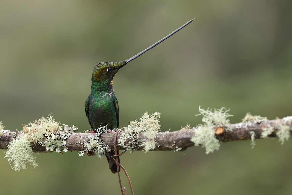 Sword-billed Hummingbird - Knut Hansen