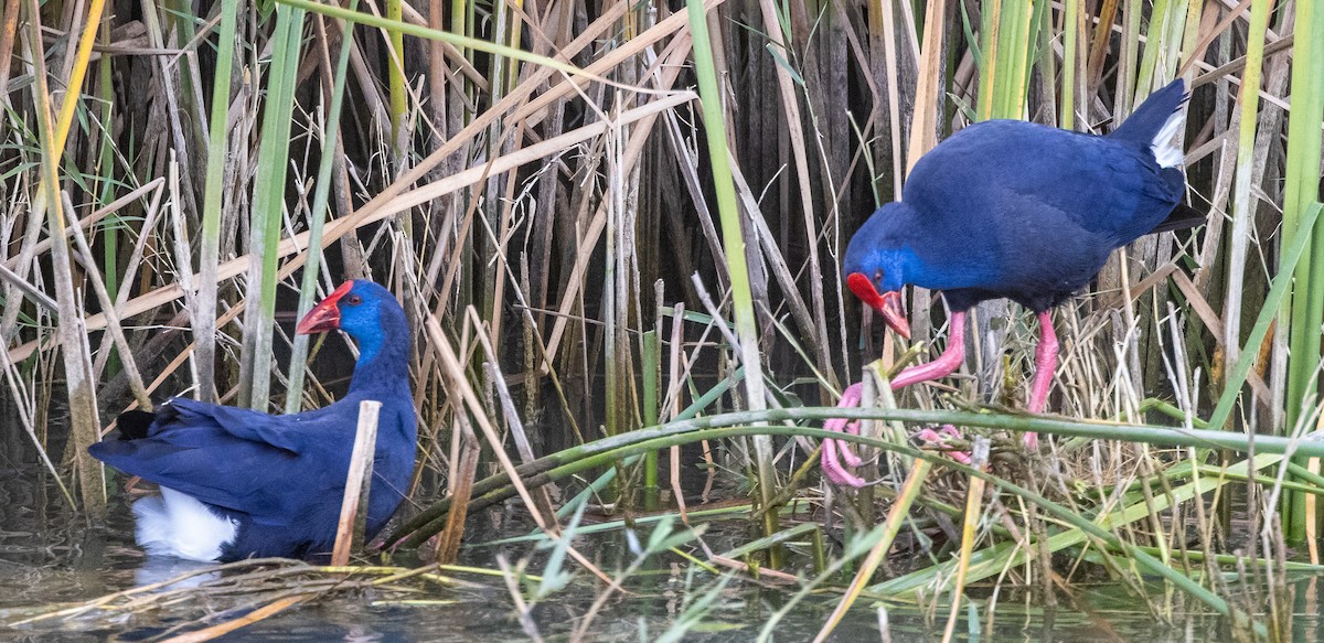 Western Swamphen - ML390876201