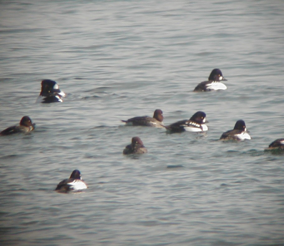 Barrow's Goldeneye - ML39087711