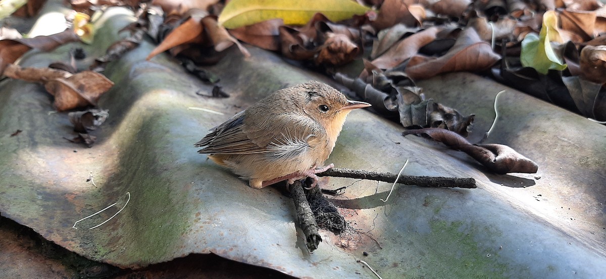 House Wren - ML390877951