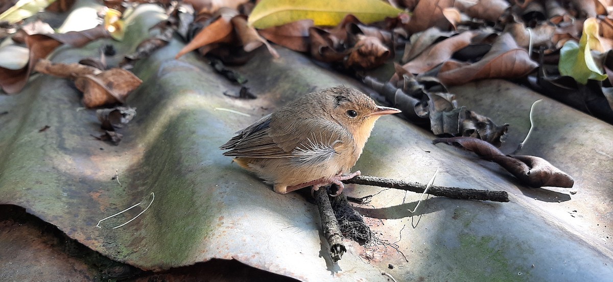 House Wren - ML390878081